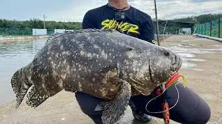 short video KERAPU HYBRID TERCIDUK OZMY SILENCER - Zads#19