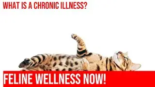Caring for Cats with Chronic Illness