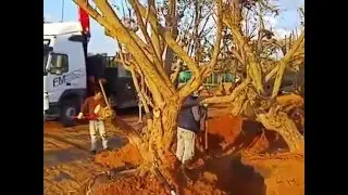 עצי פג'ויה בוגרים למכירה משתלות ירוק ישראלי 03-7655555