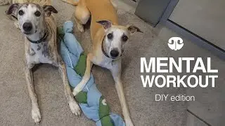 THE BRAIDED TOWEL - DIY Mental Workout for Dogs