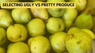Civic Action Project; Combatting Ugly Produce