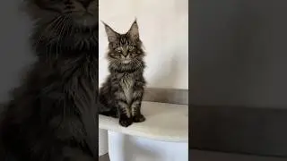 Мейн-кун меховой котик