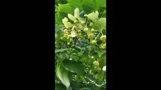 24 мая: широколистая липа пошла!