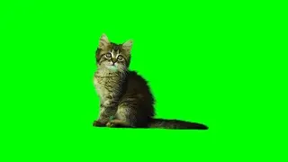 green screen cat effect past 2