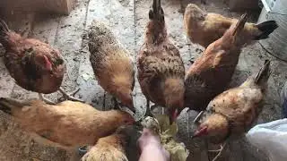 Капустада витамин көөп)канибализмді жоюға көмектеседі