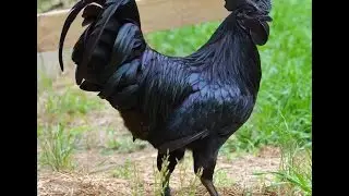 Dünyanın En Siyah Horozu