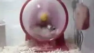 Fun at the gym