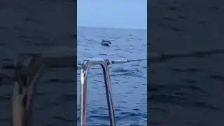 Dolphins get closer & closer!! 🐬