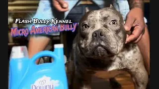 Micro American bully Size reference STACKING training ‼️
