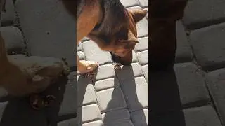 Собака которая любит орехи... 😁