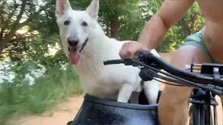 Sidecar Bowie on Lady Bird Lake, Austin TX - Easy MOD Bike with dog in the sidecar