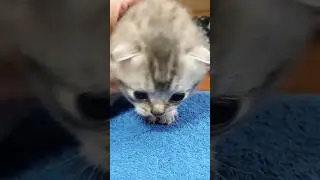 МАХЕНЬКИЕ! 
