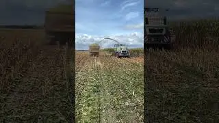 КамАЗ загрузка силоса Claas jaguar 🌽🌽🌽