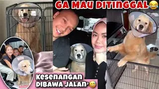 SNOWA GA MAU DITINGGAL, KESENANGAN DIBAWA JALAN² 🤣