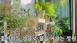 가을을 느끼며 머물고 싶은 베란다 정원으로 가꿔요 ㅣ같은 식물도 더 생기 있어 보이는 비밀?! ㅣ 잎맥 사랑초 구근 심기 ㅣ 칼라데아 메달리온 분갈이 ㅣ흐린 날 사랑초 물 주기 팁