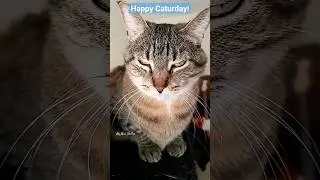 Happy #Caturday! | #Shorts #cats #catlover #pets