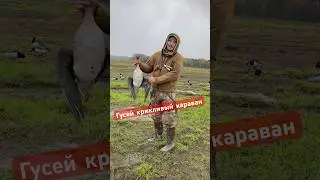 Гусей крикливый караван 