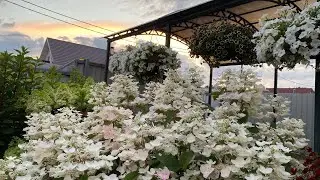 The Magical World of Hydrangeas🌸Overview of Blooming Hydrangeas🌸My Care🌸