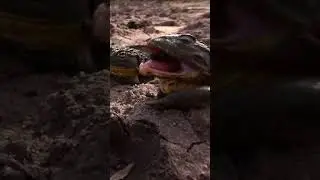 When the wet season arrives, giant bullfrogs emerge from their burrows to feed. 