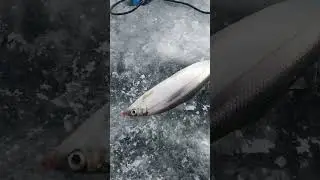 Рабочая муха