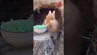 #viral Rabbit Eating Noodles | Rare Animal Videos | #cute #trending #animals #funny #funnyvideo