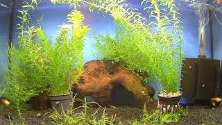 Guppy "red blond" Poecilia reticulata