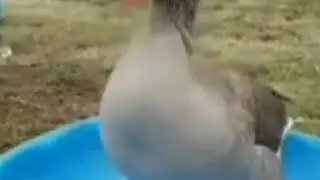 Я ГУСЬ!!! МАМА УТКА СМОТРИ!!!