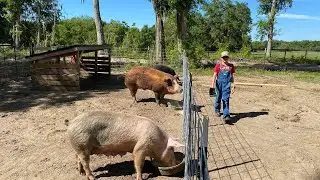 Almost done! Building the boar breeding pen
