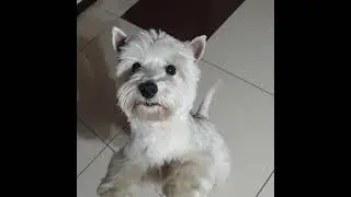 Базука.Чихнула я,чихнула...