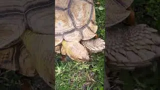Tosbik - Tosbağa - Kaplumbağa - Giant Tortoise @TheTortoiseWhisperer #tortoise