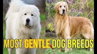 7 Most GENTLE Dog Breeds | Most Gentle Dog Breeds| pets & animals point: