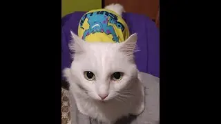 ПОЧЕМУ НЕ ВЫХОДЯТ СТРИМЫ??ОТВЕТ