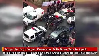 Sarıyer Ayazaga Keci Kavgası