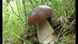 Грибные страсти