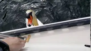 Snacks with Mr. Swan