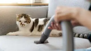 How To Stop Shedding in Cats