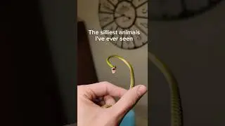 The most RIDICULOUS looking animals on the planet. 