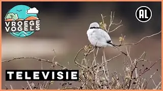 Versiertrucs van de klapekster | Zelf Geschoten | Vroege Vogels