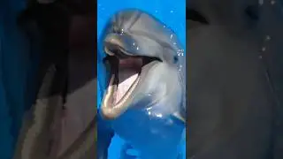 Fighting Dolphins and Sea Lions 