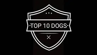 Top 10 Indian Dog Breeds || You Should Know About This || Mr.Pablo || Top 10 Dog Breed Information |