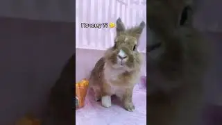 именно так кролики и вырастают 🥰  