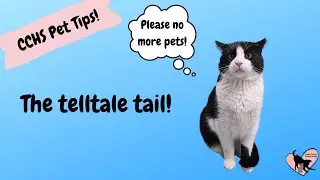 The telltale tail starring Traeger