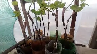 Уход за вегетирующими саженцами винограда. Полив, температура, подкормки, нюансы.