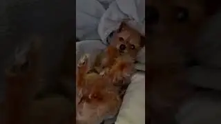 Our cute doggy Yeti 🐶 #yorkie #tinydog #kids #kidsyoutube #kidsvideo