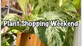 Big Box Plant Shopping
