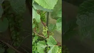 Химический ожог драгоценных листьев