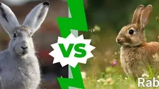 Do you know the different between Hares and Rabbits: Unraveling the Mystery