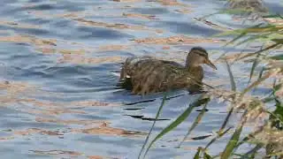 Panasonic Lumix DMC-TZ80 🦆🦆🦆 (Full HD video, в режиме iA)