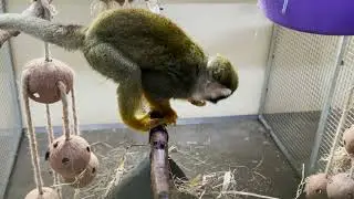 Squirrel Monkey Bug Fiesta!