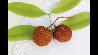 Личи \ Litchi Chinensis. Первое плодоношение Личи.